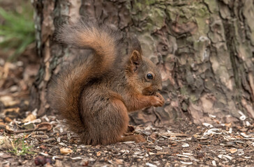 Red Squirrel close up in Scotland