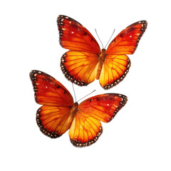 Obraz premium Two Orange Butterflies in Flight/Isolated on Black Background..Defects No defects found