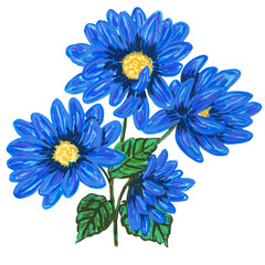 blue  chrysanthemum