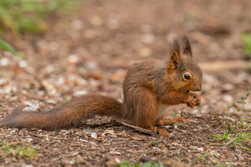 Red Squirrel sitting on the ground eating a nut