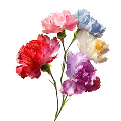 Vibrant carnation bouquet with multicolored petals, on a black background