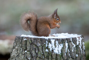 Red Squirrel on a snow covered tree stump eating a nut, close up in the winter