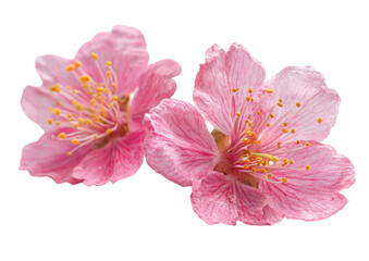 Fototapeta premium Close-up of two delicate, vibrant pink blossoms. Soft petals, visible stamens, and a shallow depth of field
