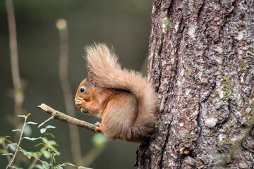 Red Squirrel on the branch of a tree in a forest, close up