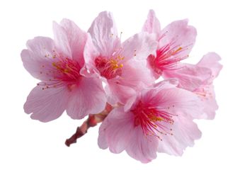 Close-up of a cluster of delicate pink cherry blossoms