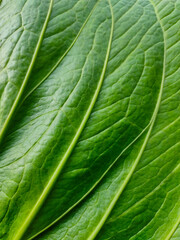 Close up of a leaf of an Anthurium hookeri plant.