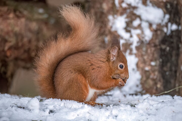 Red Squirrel close up in Scotland