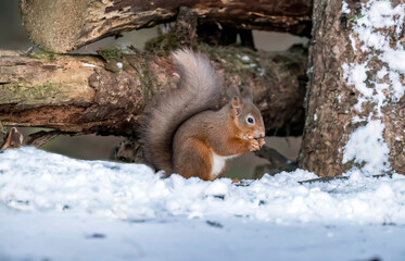 Red Squirrel close up in Scotland