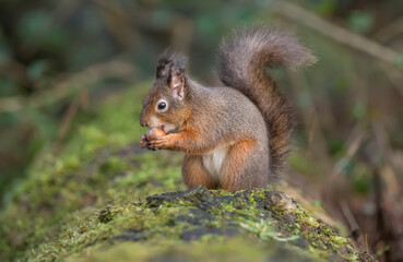 Red Squirrel on a tree trunk eating a hazelnut in a forest, close up