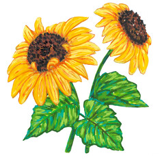 set of sunflowers with acrylic marker painting