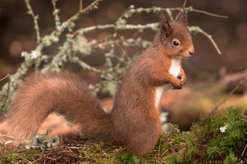 Red Squirrel standing on a branch in a forest