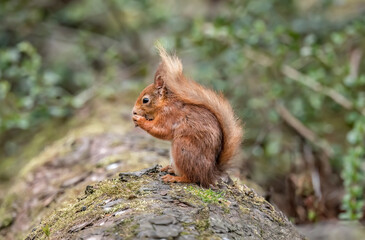 Red Squirrel baby on a tree trunk close up in a forest in Scotland