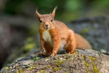 Red Squirrel on a tree trunk in a forest, close up