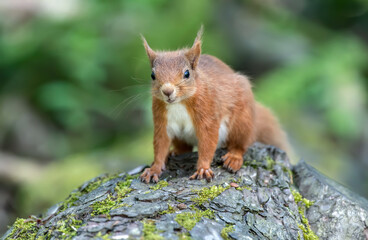 Red Squirrel on a tree trunk in a forest, close up
