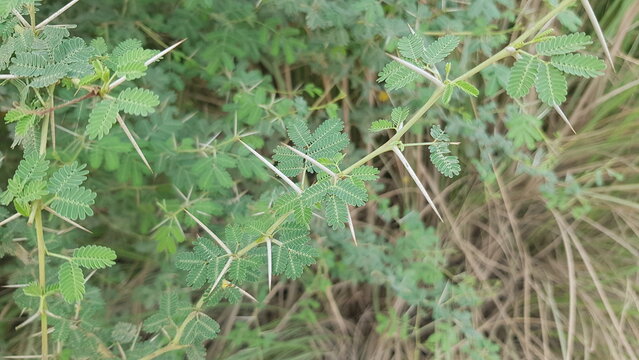  Close-up of a Thorny Acacia (Babul) Branch in a Dry, Wild Habitat