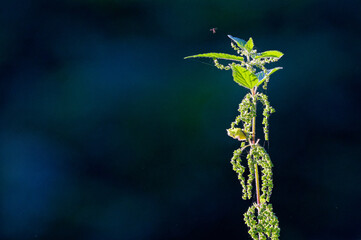 Nettle plant with seeds, fine spider web and flying insect nearby