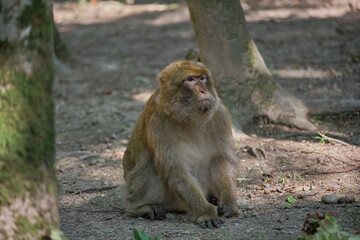 Fototapeta premium A monkey sits on the ground in a forest setting. The animal appears calm and pensive, surrounded by trees and soft sunlight filtering through the foliage.