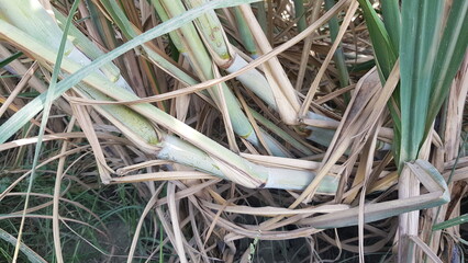Close-up of Sugarcane Stalks and Leaves