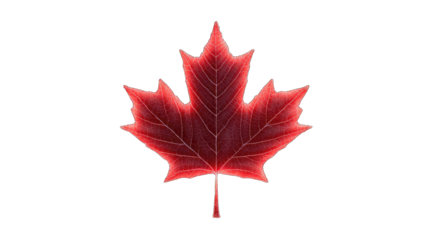 Vibrant red maple leaf against black background