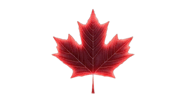 Vibrant red maple leaf against black background