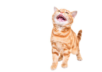 Cute kitten Scottish Straight meows standing isolated on white background