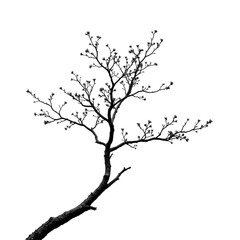 Elegant tree branch with delicate buds against a transparent background