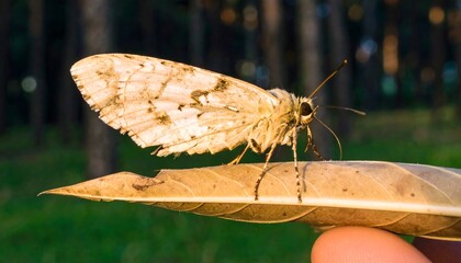 Close-up of a light beige moth resting on a dried brown leaf, showcasing intricate patterns and textures.