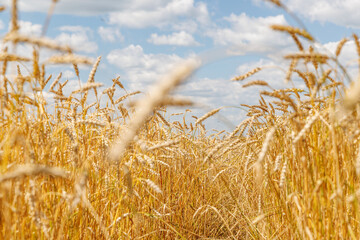 Golden rye field swaying gently under the sun