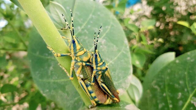 Vibrant Painted Grasshoppers (Poekilocerus pictus) Mating in their Natural Habitat - Powered by Adobe