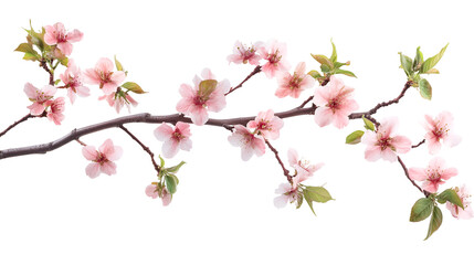 Pink Blossoms on Branch Springtime Floral Beauty Delicate Petals Fresh Growth Isolated on Transparent Backdrop
