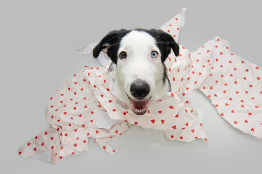 Funny puppy dog dressed as a present celebrating valentine's day, birthday, anniversary or carnival with paper decoration. Isolated on white background. From above