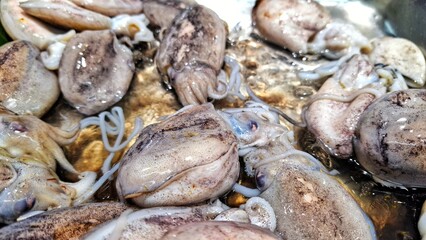 Close up of freshly caught squid or cuttlefish sell in seafood market. Group of squid trade in local market for buyer. A bunch of squid are sold at the local market with ice to keep them fresh.