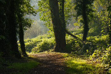 Fototapeta premium Forest path in autumn, light fog in the background, colorful leaves on the forest floor, autumn colors in the forest, green leaves glistening in the sun, sun shining on tall trees, forest path 