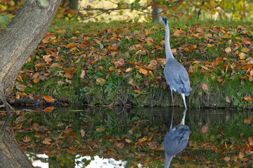 Grey heron climbs out of the stream and up the ditch, grey heron surrounded by colorful autumn...