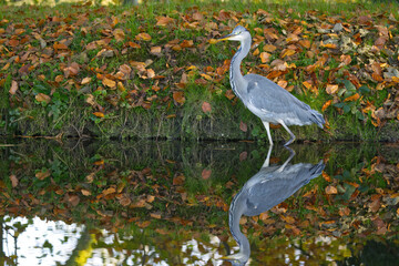 Grey heron from the side in the stream, grey heron surrounded by colorful autumn leaves, large grey...