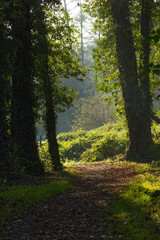 Forest path in autumn, light fog in the background, brown leaves on the forest floor, autumn colors in the forest, green leaves glistening in the sun, sun shining on tall trees, forest path vertical