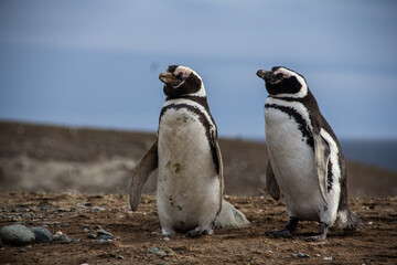 Pair of Magellanic Penguins in the Protected Wildlife Reserve of Magdalena Island, Chile