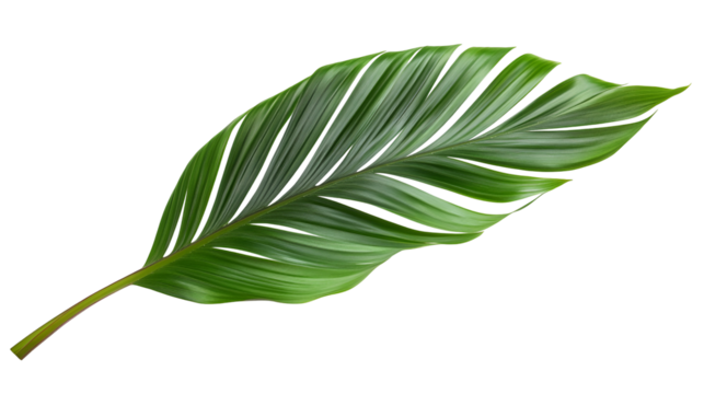 Single Green Palm Leaf on Transparent Background for Tropical and Exotic Design Elements in Projects