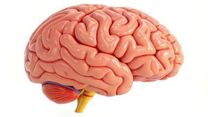 3D cartoon human brain organ medical anatomy health illustration