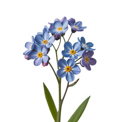 Naklejka premium forget me not flower