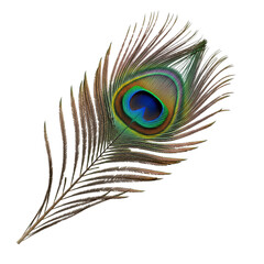Fototapeta premium Detailed peacock feather with eye pattern isolated on transparent background