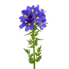 Obraz premium Blue wildflower with yellow accents isolated on transparent background