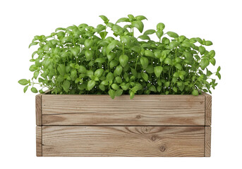 Lush green herb plant in wooden box isolated on transparent background