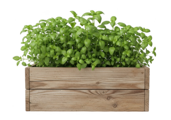 Lush green herb plant in wooden box isolated on transparent background