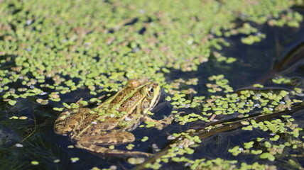 frog on a leaf