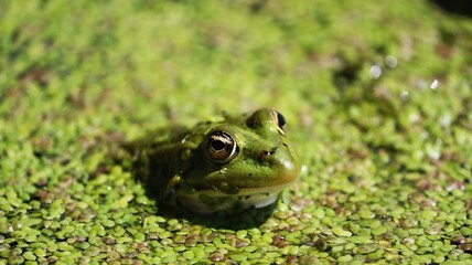 frog on the grass