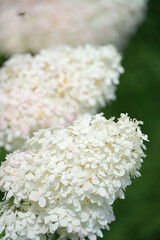 Lush flowering hydrangea bush with white and blue flowers, summer garden
