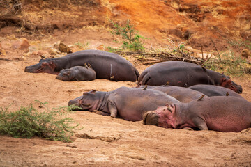 Group of Hippos Resting on Riverbank with Oxpecker Birds