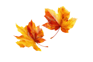 Two vibrant autumn leaves against a transparent background
