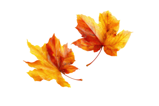 Two vibrant autumn leaves against a transparent background
